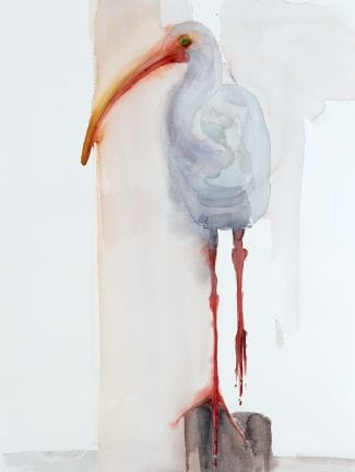 Holly Wach's bird watercolor art - Striking White Ibis Standing on one leg