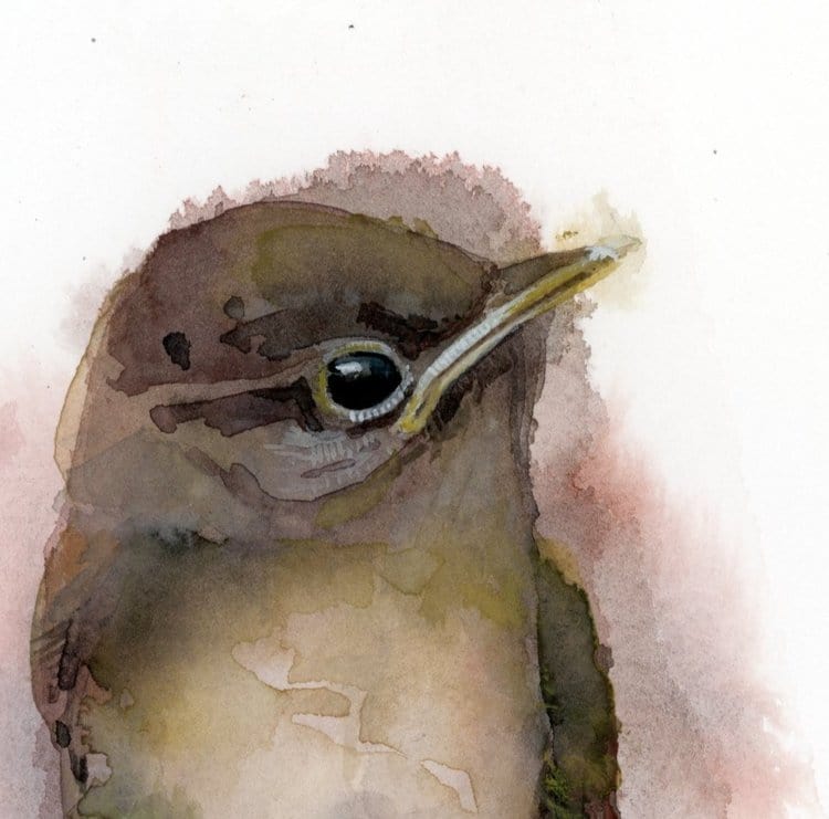 Holly Wach's original songbird watercolor painting