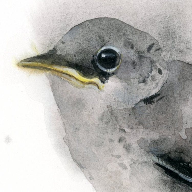 Holly Wach's original songbird watercolor painting of a Fledging Mockingbird