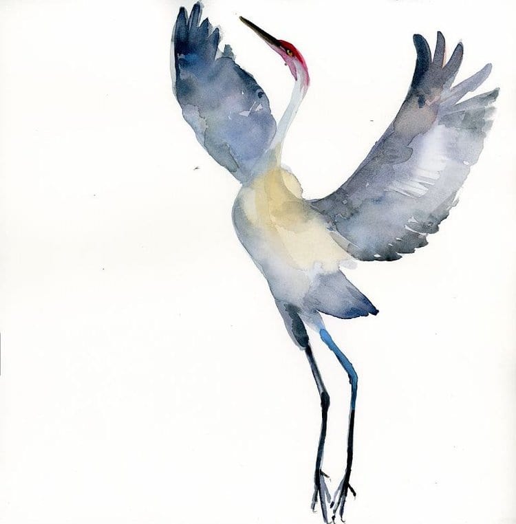 Holly Wach's bird watercolor art painting of a Sandhill Crane