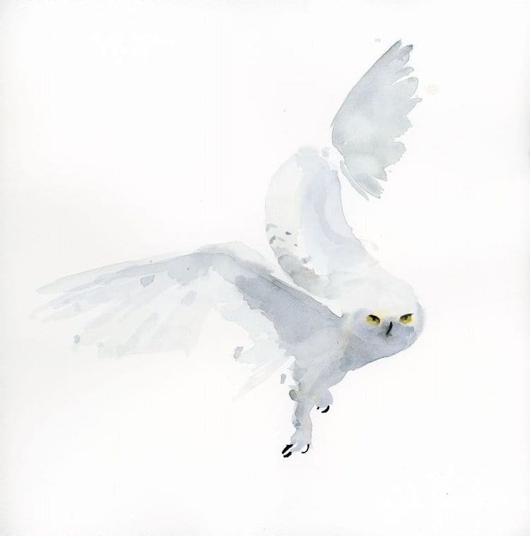Holly Wach's bird watercolor art painting of a Snowy Owl