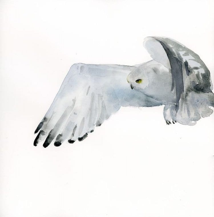 Holly Wach's bird watercolor art painting of a snowy owl